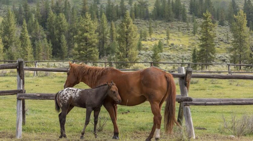 Yellowstone Ranch